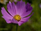 Close-Up of a Beautiful Purple Flower  Groton  Connecticut