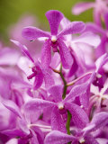 Cultivated Aranda Hybrid Orchids--Cross of Arachnis and Vanda  Singapore