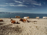 Cattle Rest on a Beach
