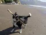 California  USA: Dog Playing on Beach with Stick