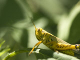 Grasshopper Sits on a Leaf in Lincoln  Nebraska