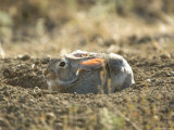 Cottontail Rabbit at Charles M Russell National Wildlife Refuge