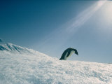 Adelie Penguin