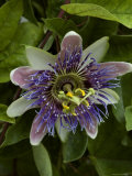 Close-Up of Exotic Purple Flower  Groton  Connecticut