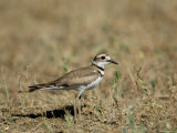 Killdeer in Eastern Montana