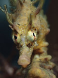 Close View of a Sea Horse's Head  Australia