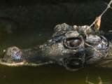Dwarf Crocodile at the Lincoln Children's Zoo  Nebraska