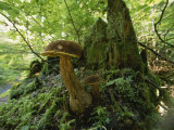 Close View of Mushrooms Growing on a Tree Stump