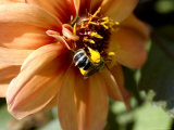Close-Up of a Bee on an Orange Flower  Groton  Connecticut