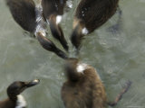 Denmark: Group of Ducks Ducking Underwater