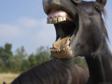 Horse Braying  Romo  Denmark