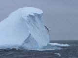 Black-Browed Albatross Flies Past Iceberg