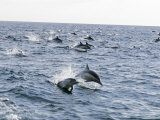 Common Dolphin Pod Swimming  California