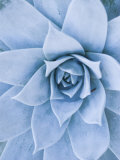 Close-Up of Blue Green Echeveria Succulent Plant  California