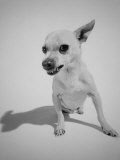 Chihuahua Dog Snarling