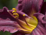 Close-Up of a Purple and Yellow Daylily  Groton  Connecticut