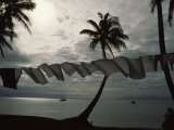 Buca Bay  Laundry and Palm Trees