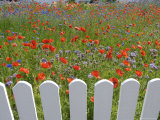 Denmark  Skagen  Garden of Red Poppies