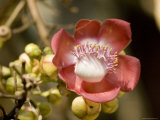 Flower of the Cannonball Tree