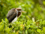Juvenile Tricolored Heron Perched by its Nest  Tampa Bay  Florida