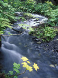Fall Color Devil's Club Leaves and Stream on Winner Creek Trail  Alaska