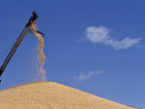 Corn Production