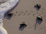 Endangered Greenback Turtle Hatchlings Entering the Sea  Yucatan  Mexico