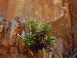 Goodenia Grandiflora Precariously Growing from a Desert Cliff Face  Australia