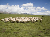 Grazing Flock of Sheep with Mountains in the Background in China