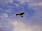 Kite Hovering in Flight against a Backdrop of Sunset Clouds  Australia