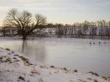 Geese Explore the Frozen Surface of a Country Pond