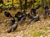 Gaggle of Wild Turkeys  Lexington  Massachusetts