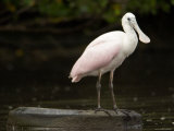 Juvenile Roseate Spoonbill Portrait  Tampa Bay  Florida