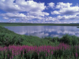 Fireweed  Lake and Clouds Reflecting in a Lake  Alaska