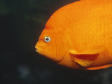 Garibaldi  Hypsypops Rubicundus  Damselfish Cruising the Pacific Ocean  California