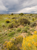 High Desert in Bloom Along Hwy 285 North of Tres Piedras  New Mexico