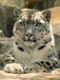 Frontal Portrait of a Snow Leopard's Face  Paws and Predators Stare  Melbourne Zoo  Australia