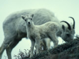 Dall's Sheep Lamb and Ewe  Alaska