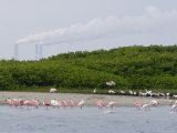 Flock of Juvenile and Adult Roseate Spoonbills  Tampa Bay  Florida