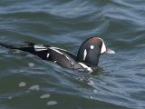 Harlequin Duck Surfing