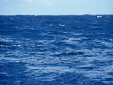 Flock of Wilsons Storm Petrels Feeding on the Ocean Surface  Australia