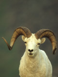 Full Curl Dall's Sheep Ram  Alaska