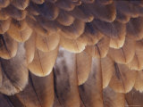 Feather Details of the Australian Kestrel