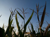 Corn Field at the Historic Waveland Farm near Walton  Nebraska