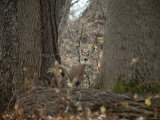 Curious Wild Doe in the Rock Creek Woods