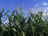 Cornstalks against a Blue Sky