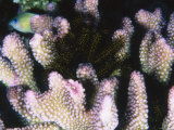Feather Star  Pontiometra Andersoni on a Acropora Pink Coral