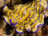 Flatworm Crawls over the Reef  Malapascua Island  Philippines