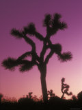 Joshua Trees with Colored Gel  California