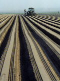 Farmers Planting Carrots  California